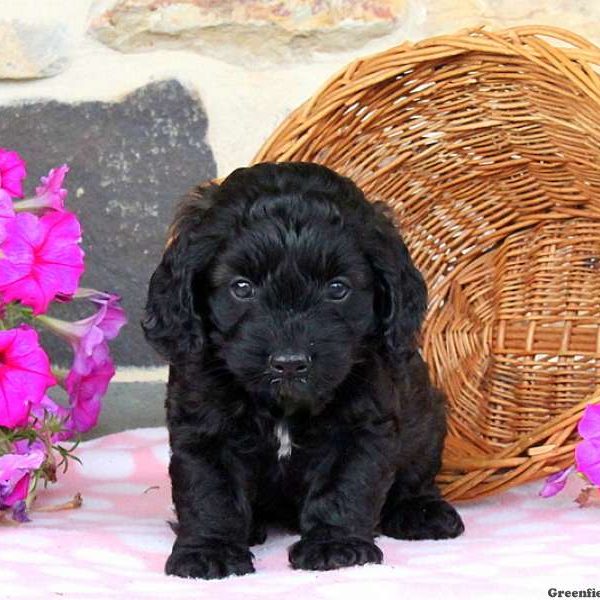 Travis, Cockapoo Puppy