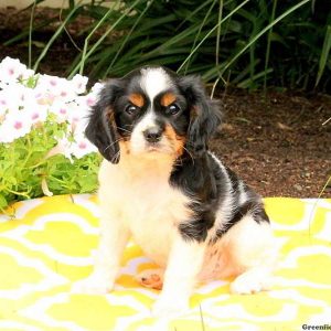 Travis, Cavalier King Charles Spaniel Puppy