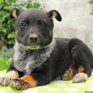 Travis, Blue Heeler – Australian Cattle Dog Puppy