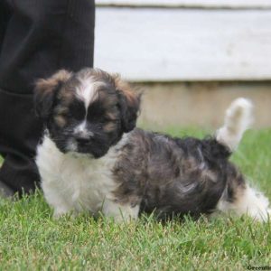 Travis, Shih Tzu Mix Puppy