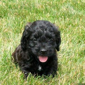 Travis, Cockapoo Puppy