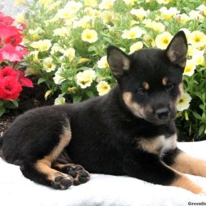 Travis, Shiba Inu Mix Puppy