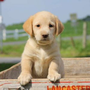 Travis, Labradoodle-Miniature Puppy