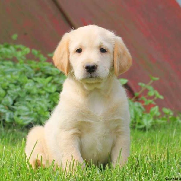 Trent, Labradoodle-Miniature Puppy