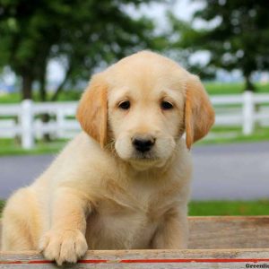 Trent, Labradoodle-Miniature Puppy