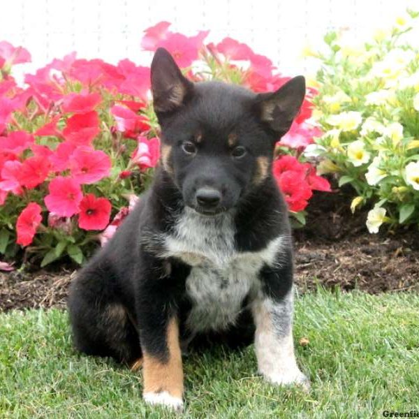 Trenton, Shiba Inu Mix Puppy