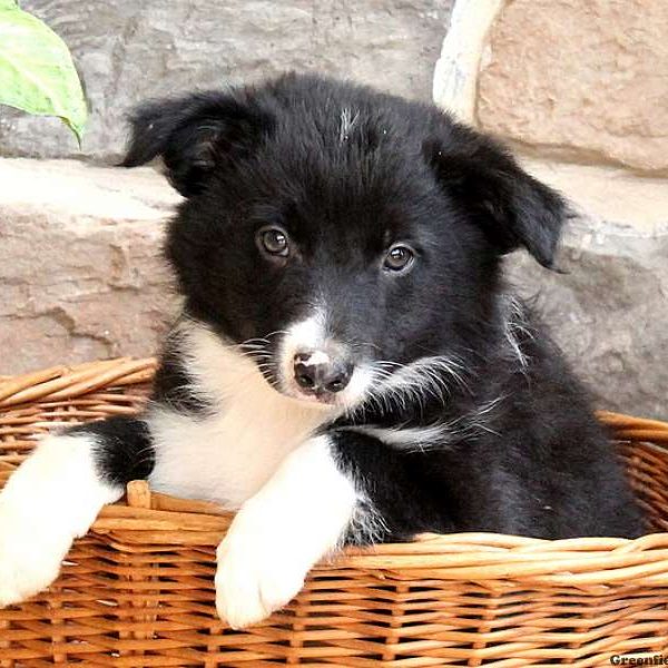 Tresa, Border Collie Puppy