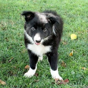 Tresa, Border Collie Puppy