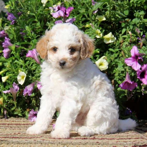 Trevor, Miniature Poodle Puppy