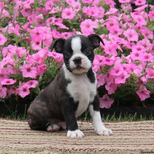 Trevor, Boston Terrier Puppy