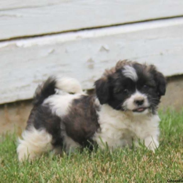 Trevor, Shih Tzu Mix Puppy