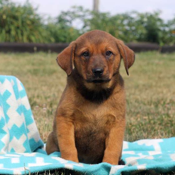 Trevor, Rottweiler Mix Puppy