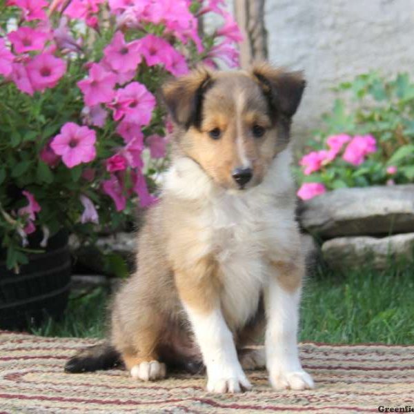 Trevor, Shetland Sheepdog Puppy