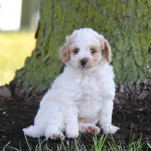 Trevor, Miniature Poodle Puppy