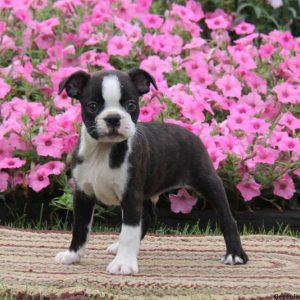 Trevor, Boston Terrier Puppy