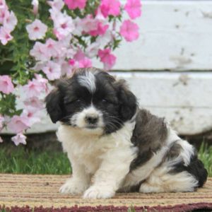 Trevor, Shih Tzu Mix Puppy