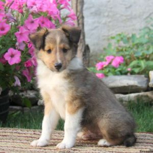 Trevor, Shetland Sheepdog Puppy