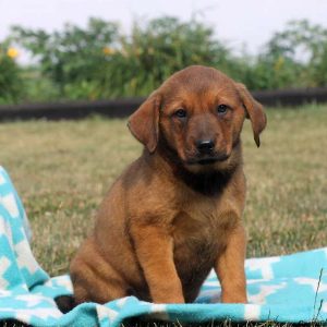 Trevor, Rottweiler Mix Puppy