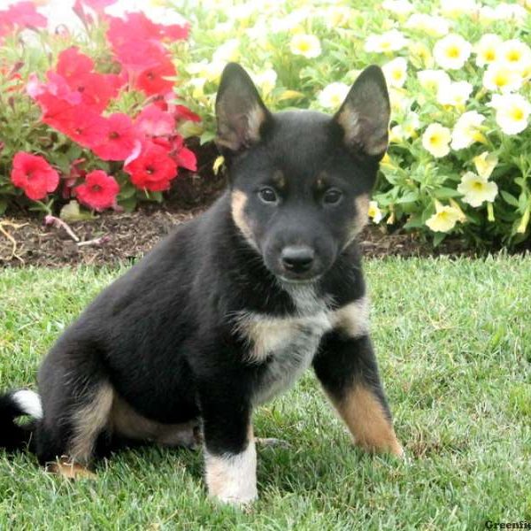 Trey, Shiba Inu Mix Puppy