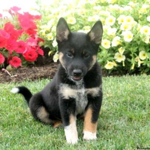 Trey, Shiba Inu Mix Puppy