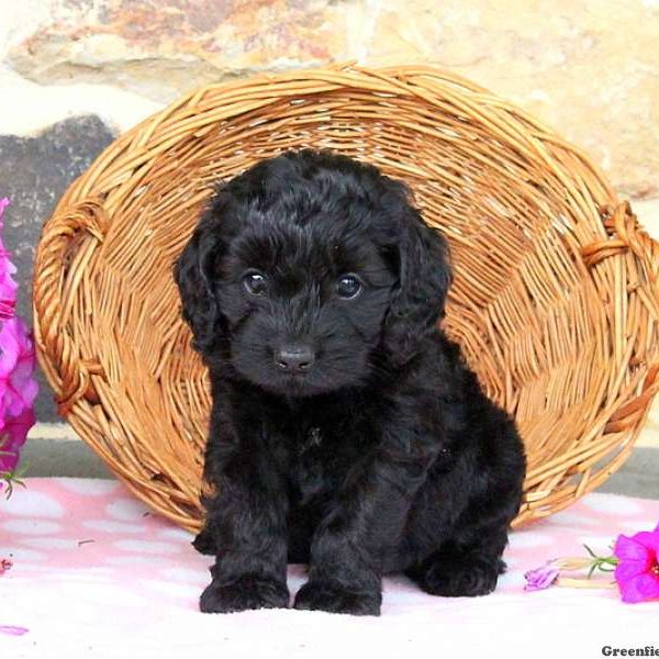 Trigger, Cockapoo Puppy