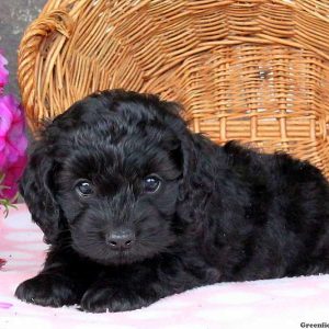 Trigger, Cockapoo Puppy