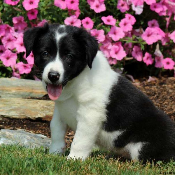 Trina, Border Collie Puppy