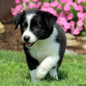 Trina, Border Collie Puppy