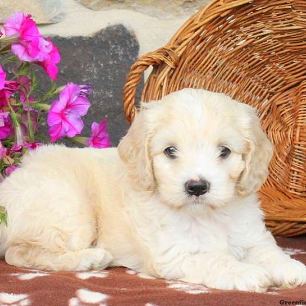 Trinkles, Cockapoo Puppy