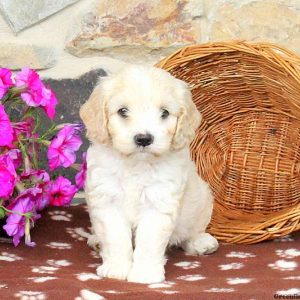 Trinkles, Cockapoo Puppy