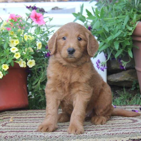 Trish, Goldendoodle Puppy