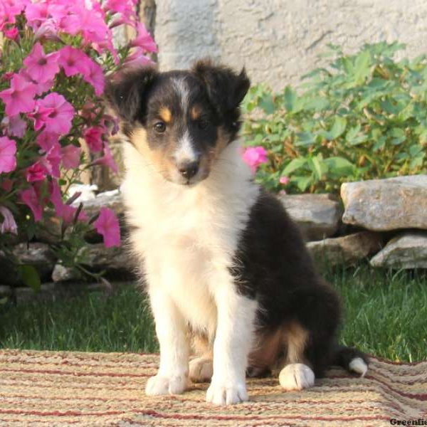 Trish, Shetland Sheepdog Puppy