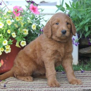 Trish, Goldendoodle Puppy