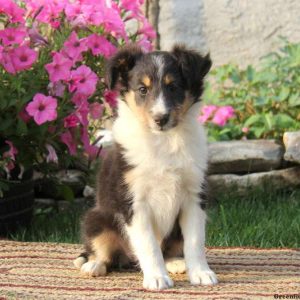 Trish, Shetland Sheepdog Puppy