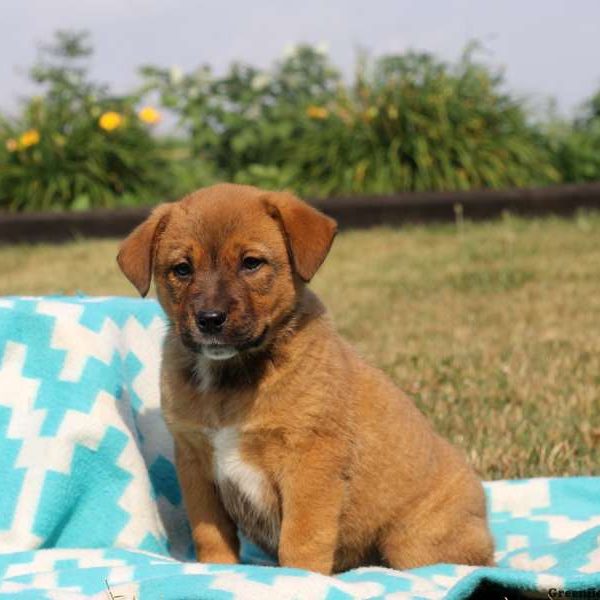 Trista, Rottweiler Mix Puppy