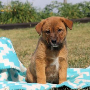 Trista, Rottweiler Mix Puppy