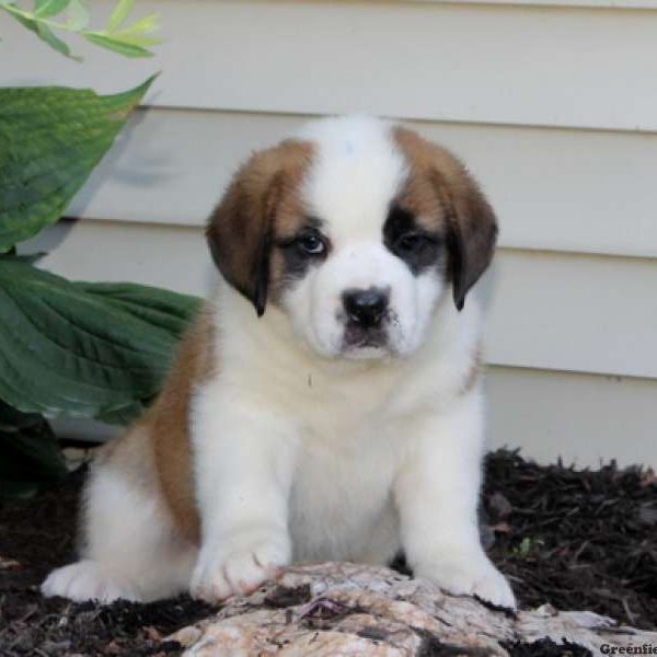 Trixie, Saint Bernard Puppy