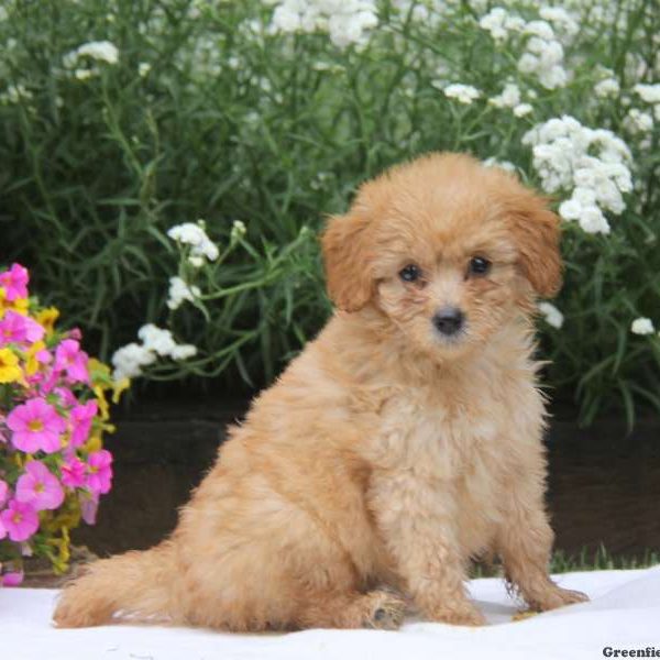 Trixie, Goldendoodle-Miniature Puppy