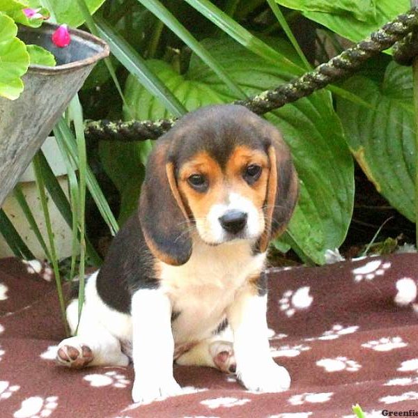 Trixie, Beagle Puppy