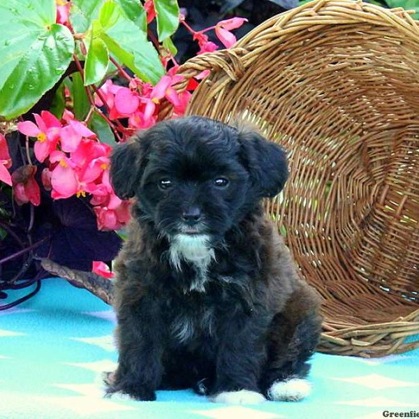 Trixie, Miniature Poodle Mix Puppy