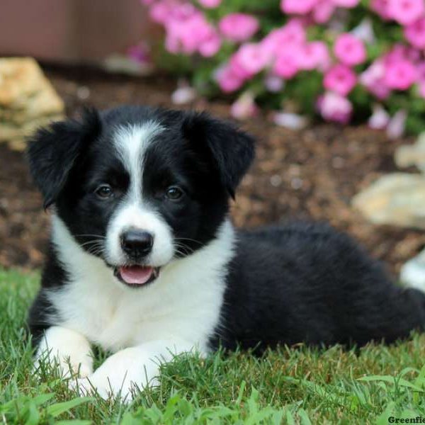 Trixie, Border Collie Puppy