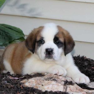 Trixie, Saint Bernard Puppy