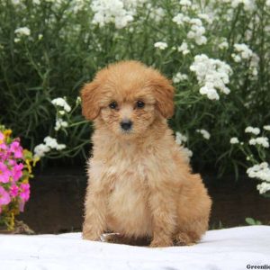 Trixie, Goldendoodle-Miniature Puppy