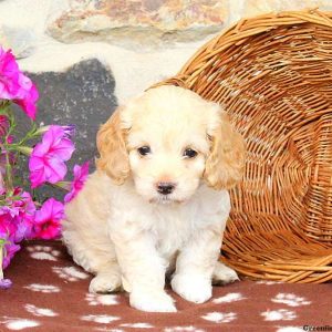 Trixie, Cockapoo Puppy