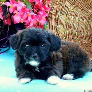 Trixie, Miniature Poodle Mix Puppy