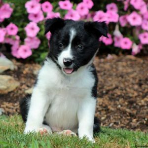 Trixie, Border Collie Puppy