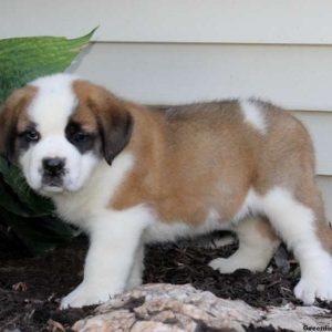 Trixie, Saint Bernard Puppy