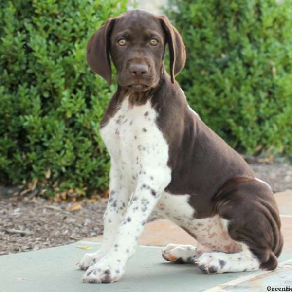 Trooper, German Shorthaired Pointer Puppy