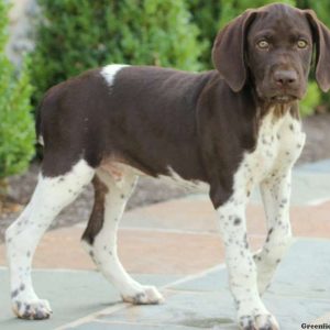 Trooper, German Shorthaired Pointer Puppy