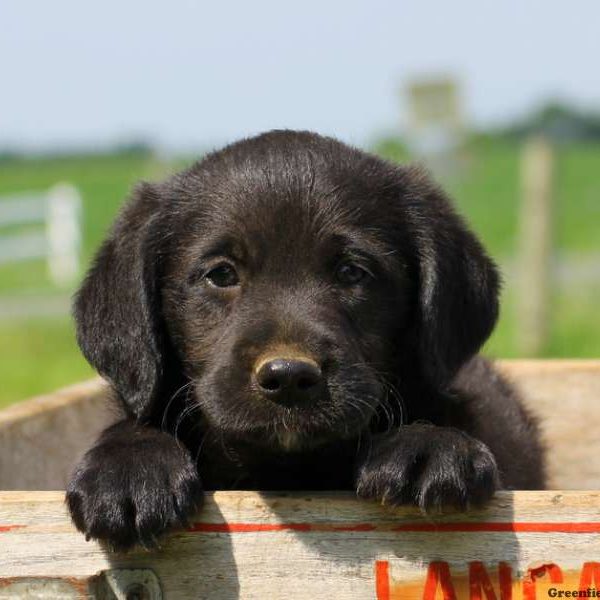 Troy, Labradoodle-Miniature Puppy